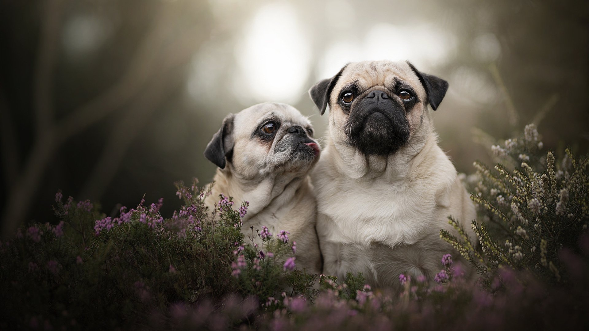 范戴克惊艳四座，西班牙对阵卡塔尔，一场定义唯一的足球盛宴